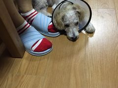 -宠颐生斯嘉宠物医院·急重症·心内科(谷阳北路分院)