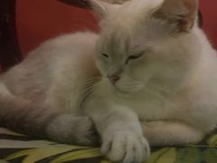 -猫色咖啡·猫咖