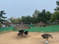 -西霞口神雕山野生动物世界
