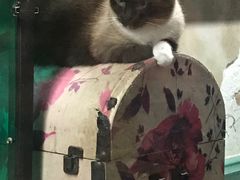 -猫咪博物馆(顶澳仔猫街店)