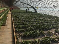 -甜心庄园·甜心草莓采摘园(西青中北店)