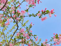 -桐乡凤凰湖