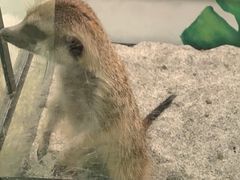 -藦茜花园宠物主题亲子互动体验馆(国顺东路店)