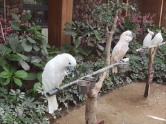 -南宫五洲植物乐园