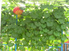 25号院&nbsp;葫芦架-柳沟豆腐宴义豆堂24号农家院