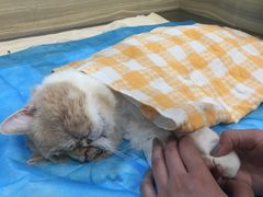 -纳吉亚猫专科动物诊疗中心(蒋宅口分院)