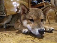 抹茶-柴务处·柴犬主题狗咖