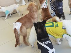 -怪兽屋·羊驼·猫咖·狗咖(俊华广场店)