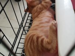 -圣宠动物医院·犬猫专科·影像中心·外科中心