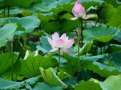-荔湾湖公园