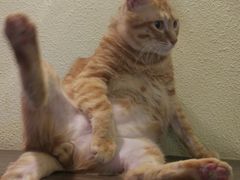 -more than meow吴止猫主题餐厅(承德 中船汇店)