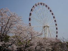 -顾村公园