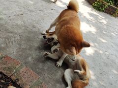 -柴犬高等学院·狗咖·柴犬售卖·宠物训练