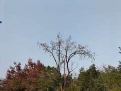 -香山公园