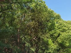 -上海佘山国家森林公园天马山园