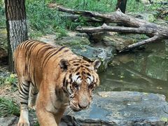 -北京野生动物园