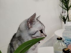 -共舞时光猫咖·狗咖(新街口店)