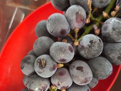 -马陆小张葡萄园农家乐