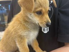 -贝康宠物医院·犬猫全科·小动物特色诊疗中心(东环路店)