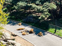 -大连森林动物园