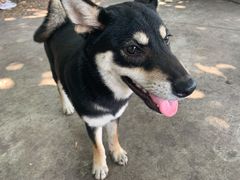 -柴犬高等学院·狗咖·柴犬售卖·宠物训练