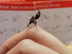 -上海昆虫博物馆