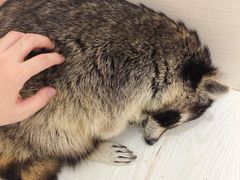 -浣熊柯尔鸭土拨鼠·电玩咖