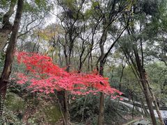 -上海佘山国家森林公园天马山园