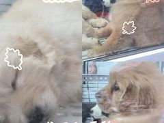 -哈尔滨道外花鸟鱼市场