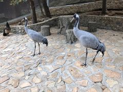 -燕塞湖鸟语林景区
