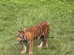 -深圳野生动物园