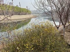 -桃花堤公园