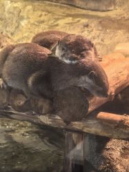 -Zoolung Zoolung动物主题公园(海信广场店)