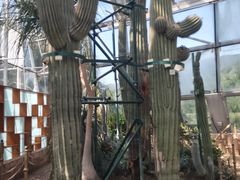 -北京植物园-展览温室