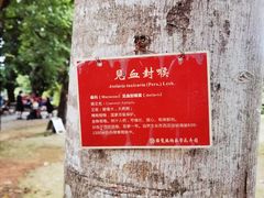 -西双版纳原始森林公园