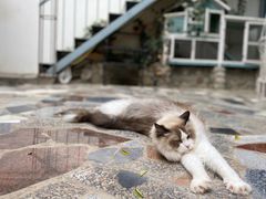 -喵屿·大理花园猫咖