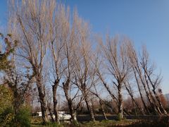 -才村湿地公园
