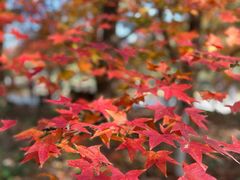 -上海共青森林公园