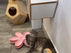 -楼上猫咖(罗湖店)