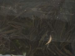 -楠柏弯休闲山庄(梨花溪店)