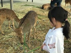 -鹿境梅花鹿生态园区
