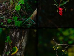 -白鹭湾湿地公园