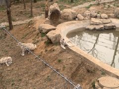 -石家庄市动物园