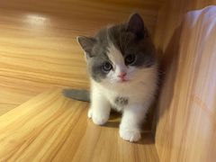 -猫十亿·布偶金渐层·曼基康矮脚猫舍(青年路店)
