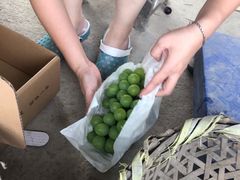 -马陆小张葡萄园农家乐