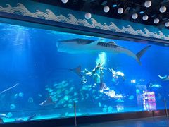 -烟台海昌鲸鲨海洋公园