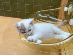 -帕帕拉兹宠物(亚洲旗舰店)