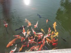 -杭州西湖柳莺里酒店·闻莺厅