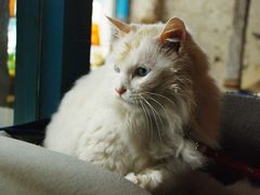 -Babycat私家御饼屋(龙头路一店)