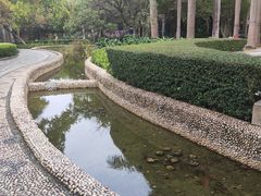 -金花茶公园